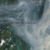 DAMIEN JURADO – caught in the trees (CD, LP Vinyl)
