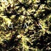 GAS – pop (CD, LP Vinyl)