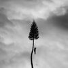 MANCHESTER ORCHESTRA – a black mile to the surface (LP Vinyl)