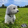 MONOMONACO – yeah yeah (LP Vinyl)